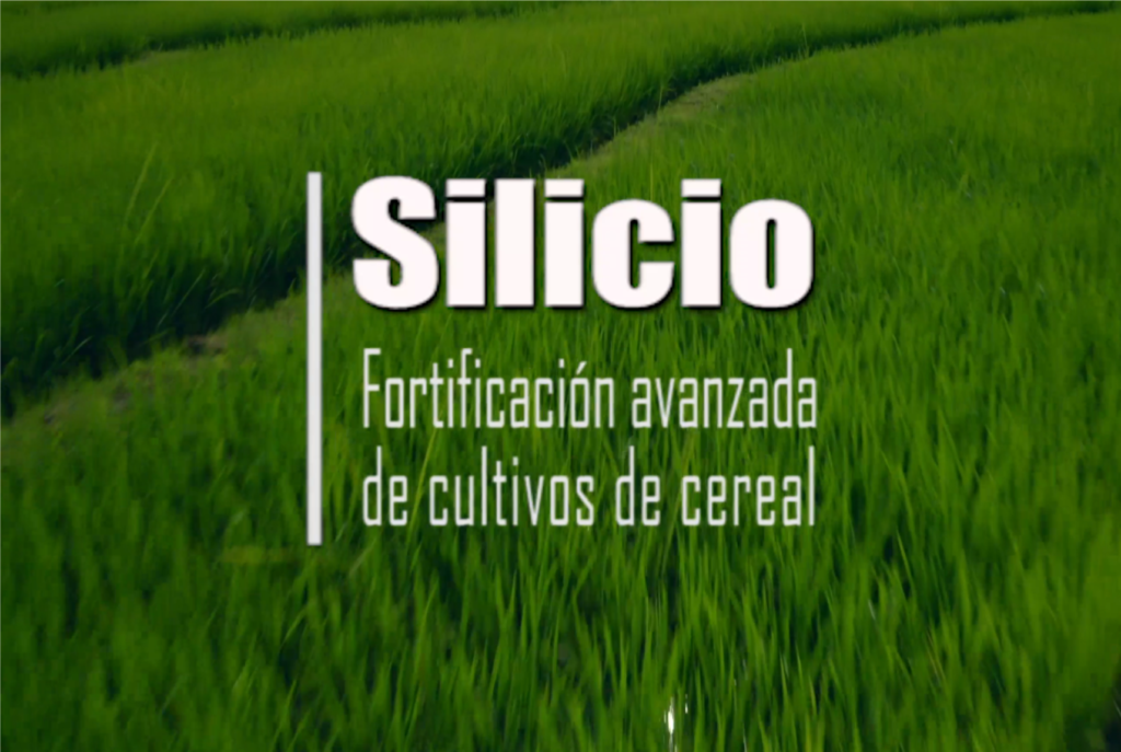 SILICIO CERALES